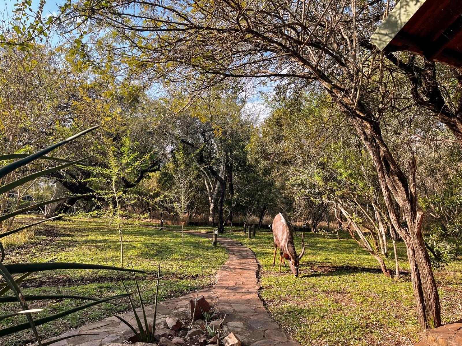 Simunye Mbuluzi Game Reserve חדר תמונה