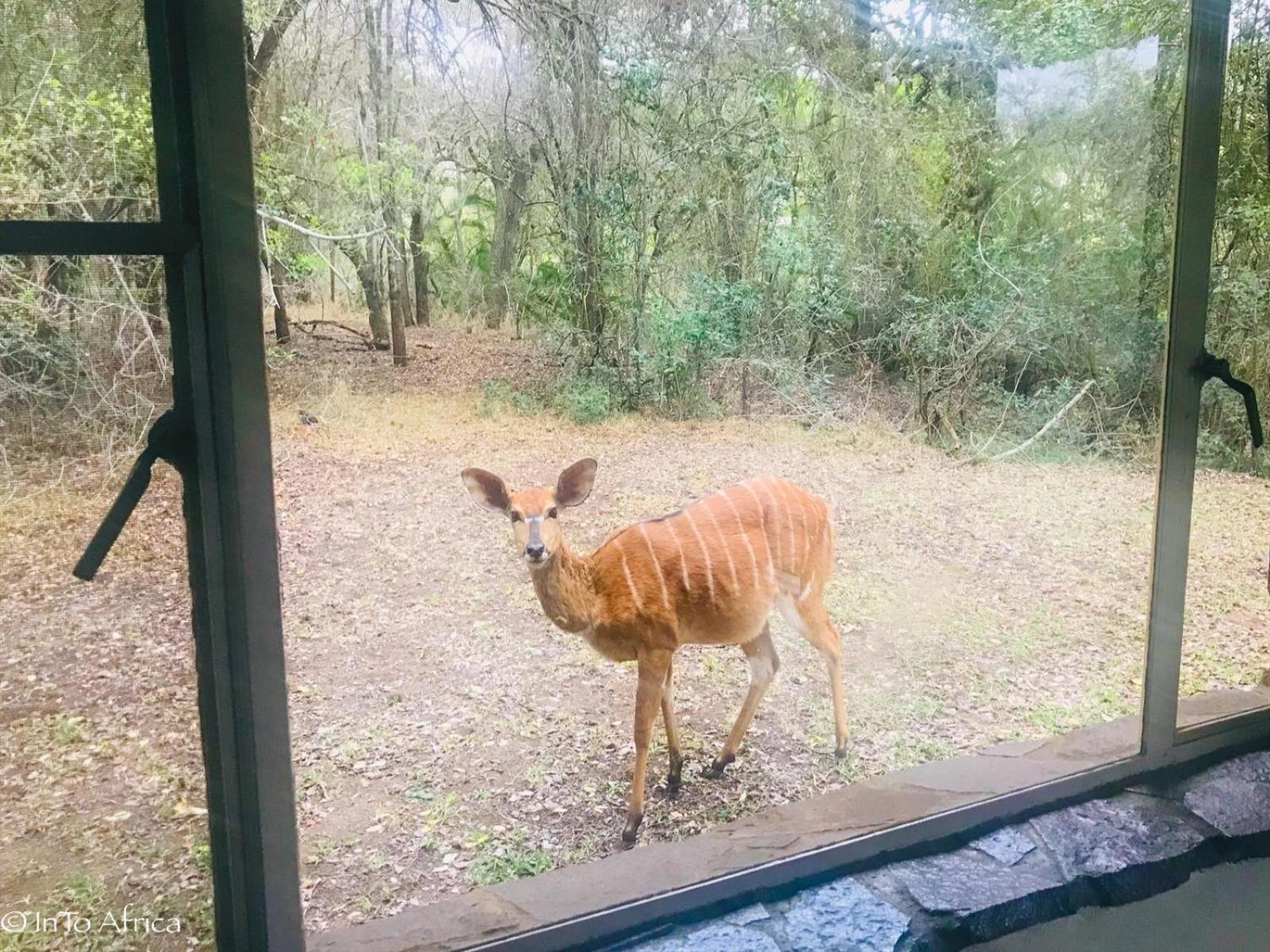 Simunye Mbuluzi Game Reserve חדר תמונה